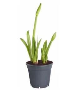 Amaryllis - Hippeastrum-Hybride 'Multiflower' 11 Amaryllis - Hippeastrum-Hybride 'Multiflower' -Garten Und Außenbereich 8201535 PR FS 001 HippeastrumAmaryllisT17Multiflora4ZwiebelnOhneBlueteDehnerExpressZS