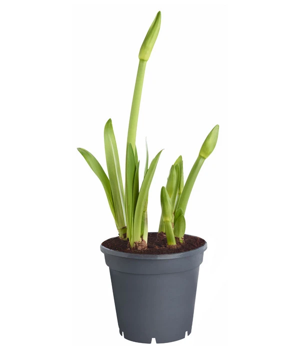 Amaryllis - Hippeastrum-Hybride 'Multiflower' 4 Amaryllis - Hippeastrum-Hybride 'Multiflower' – Bild 4