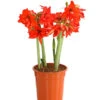 Amaryllis - Hippeastrum-Hybride 'Multiflower'