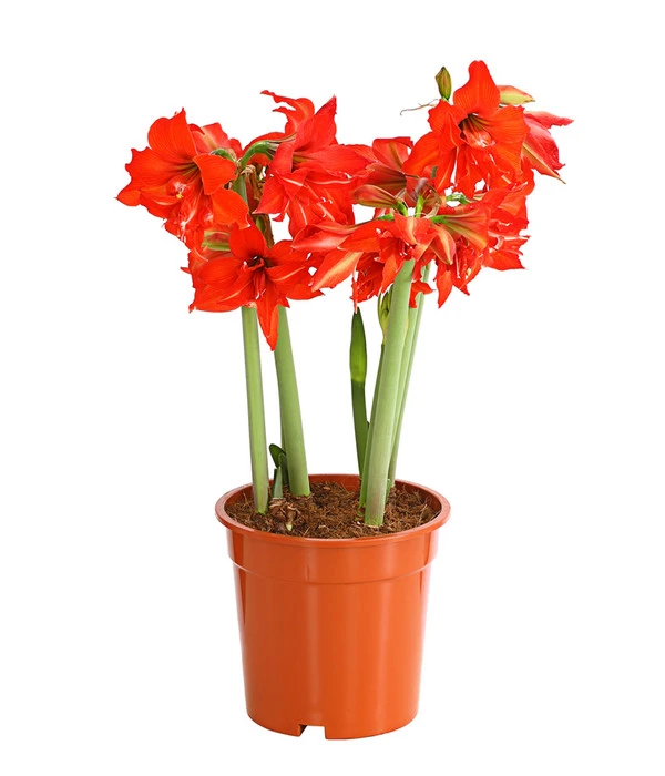 Amaryllis - Hippeastrum-Hybride 'Multiflower' 1 Amaryllis - Hippeastrum-Hybride 'Multiflower'