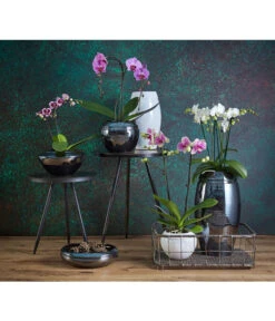 Schmetterlingsorchidee - Phalaenopsis Cultivars -Garten Und Außenbereich 8203242 8207201 PR MO 002KERAMIKSERIE ORCHIDEEN