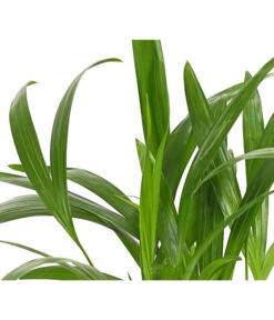 Goldfruchtpalme - Dypsis Lutescens -Garten Und Außenbereich 8203572 WE DE 001 GoldfruchtpalmeChrysalidocarpusArecaT9DehnerExpressHerzig