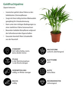 Goldfruchtpalme - Dypsis Lutescens -Garten Und Außenbereich 8203580 WE IG 001 GoldfruchtpalmeDypsisLutesens