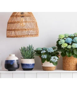 Greiskraut - Senecio Talinoides 'Aquarine Mount Everest®' -Garten Und Außenbereich 8203994 668948 6689855 WE MO 001 HortensieMagicalTopfMaritim