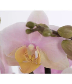 Schmetterlingsorchidee - Phalaenopsis Cultivars -Garten Und Außenbereich 8207201 PR DE 001 PHalaenopsis2TrieberVerzweigtSortenmixSchmetterlingsorchideeT12DehnerExpressZS