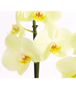 Schmetterlingsorchidee - Phalaenopsis Cultivars -Garten Und Außenbereich 8207201 PR DE 001 SchmetterlingsorchideePhalaenopsis2TrieberVerzweigt25DehnerExpressHerzig