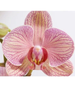 Schmetterlingsorchidee - Phalaenopsis Cultivars -Garten Und Außenbereich 8207201 PR DE 002 PHalaenopsis2TrieberVerzweigtSortenmixSchmetterlingsorchideeT12DehnerExpressZS