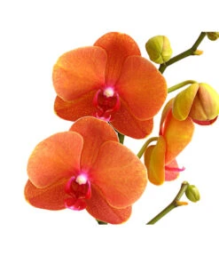 Schmetterlingsorchidee - Phalaenopsis Cultivars -Garten Und Außenbereich 8207201 PR DE 002 SchmetterlingsorchideePhalaenopsis2TrieberVerzweigt25DehnerExpressHerzig