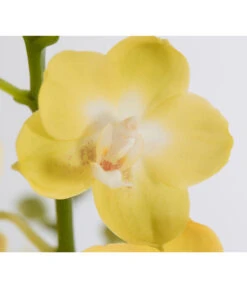 Schmetterlingsorchidee - Phalaenopsis Cultivars -Garten Und Außenbereich 8207201 PR DE 003 PHalaenopsis2TrieberVerzweigtSortenmixSchmetterlingsorchideeT12DehnerExpressZS
