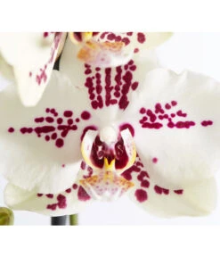 Schmetterlingsorchidee - Phalaenopsis Cultivars -Garten Und Außenbereich 8207201 PR DE 004 PHalaenopsis2TrieberVerzweigtSortenmixSchmetterlingsorchideeT12DehnerExpressZS