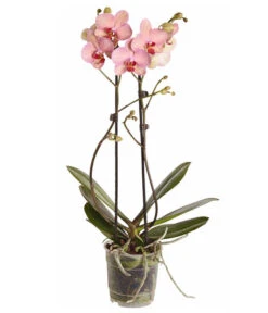 Schmetterlingsorchidee - Phalaenopsis Cultivars -Garten Und Außenbereich 8207201 PR FS 002 PHalaenopsis2TrieberVerzweigtSortenmixSchmetterlingsorchideeT12DehnerExpressZS