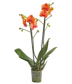 Schmetterlingsorchidee - Phalaenopsis Cultivars -Garten Und Außenbereich 8207201 PR FS 002 SchmetterlingsorchideePhalaenopsis2TrieberVerzweigt25DehnerExpressHerzig