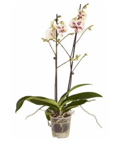 Schmetterlingsorchidee - Phalaenopsis Cultivars