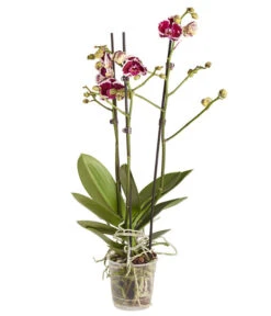 Schmetterlingsorchidee - Phalaenopsis Cultivars -Garten Und Außenbereich 8207201 PR FS 04 PHalaenopsis2TrieberVerzweigtSortenmixSchmetterlingsorchideeT12DehnerExpressZS