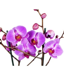 Schmetterlingsorchidee - Phalaenopsis Cultivars -Garten Und Außenbereich 8207201 WE DE 004 SchmetterlingsorchideePhalaenopsis2TrieberVerzweigt25DehnerExpressHerzig