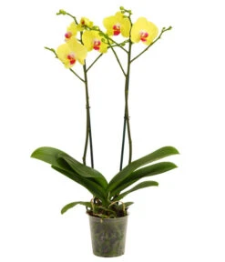 Schmetterlingsorchidee - Phalaenopsis Cultivars -Garten Und Außenbereich 8207201 WE FS 001 Phalaenopsis2TrieberVerzweigt25Dehner