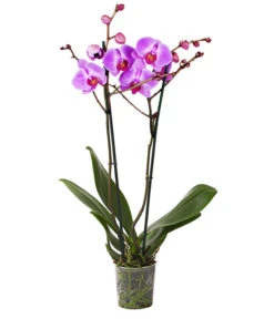 Schmetterlingsorchidee - Phalaenopsis Cultivars -Garten Und Außenbereich 8207201 WE FS 004 SchmetterlingsorchideePhalaenopsis2TrieberVerzweigt25DehnerExpressHerzig