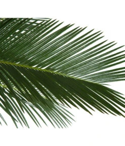 Sagopalmfarn - Cycas Revoluta -Garten Und Außenbereich 8216236 BildD 001 PalmfarnCycasRevoluta45