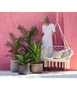 XXL Kanarische Dattelpalme, Ca. 140-160 Cm -Garten Und Außenbereich 8216277 WE MO 001 DracaenaIndivisiaT20