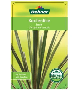 Keulenlilie - Cordyline Australis Variegata -Garten Und Außenbereich 8216368 CorylineBuntEtikett1
