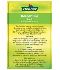Keulenlilie - Cordyline Australis Variegata -Garten Und Außenbereich 8216368 CorylineBuntEtikett2