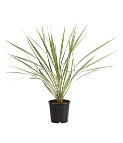 Bestseller 9 Keulenlilie - Cordyline Australis Variegata