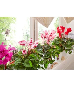 Alpenveilchen 'Victoria' -Garten Und Außenbereich 8217473 8217911 WE MO 002 AlpenveilchenCyclamenGefranstT12UveSauer