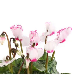 Alpenveilchen 'Victoria' -Garten Und Außenbereich 8217911 WE DE 002 AlpenveilchenCyclameVictoriaT10DehnerExpressHerzig