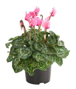 Alpenveilchen 'Victoria' -Garten Und Außenbereich 8217911 WE FS 001 AlpenveilchenCyclameVictoriaT10DehnerExpressHerzig