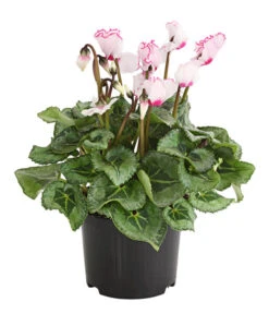 Alpenveilchen 'Victoria' -Garten Und Außenbereich 8217911 WE FS 002 AlpenveilchenCyclameVictoriaT10DehnerExpressHerzig