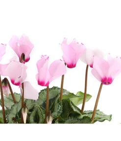 Alpenveilchen 'Victoria' -Garten Und Außenbereich 8217911 we DE 003 AlpenveilchenCyclameVictoriaT10DehnerExpressHerzig