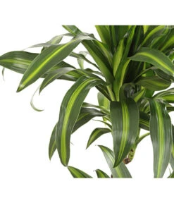 Drachenbaum - Dracaena Deremensis, Verschiedene Sorten -Garten Und Außenbereich 8220980 WE DE 001 DrachenbaumDracaenaHawaianSunshineT27DehnerExpressHerzig