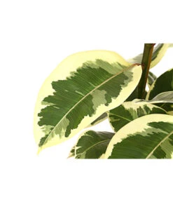 Gummibaum - Ficus Elastica, Verschiedene Sorten -Garten Und Außenbereich 8228603 PR DE 001 FicusElastica3erTuffT27panaschiertDehnerExpressHerzig