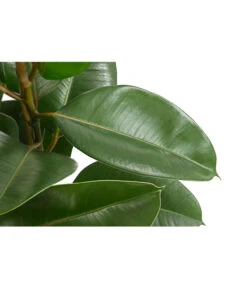 Gummibaum - Ficus Elastica, Verschiedene Sorten -Garten Und Außenbereich 8228603 PR DE 002 FicusElastica3erTuffT27gruenDehnerExpressHerzig