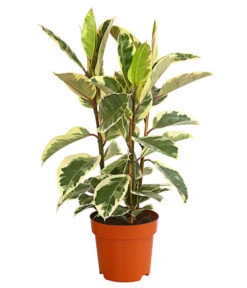 Gummibaum - Ficus Elastica, Verschiedene Sorten -Garten Und Außenbereich 8228603 PR FS 001 FicusElastica3erTuffT27panaschiertDehnerExpressHerzig