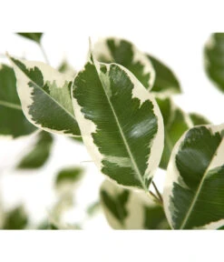 Birkenfeige - Ficus Benjamina 'Forever', Verschiedene Sorten 10 Birkenfeige - Ficus Benjamina 'Forever', Verschiedene Sorten -Garten Und Außenbereich 8229106 BildD 002 BirkenfeigeFicusForeverMixFicusForeverMix120