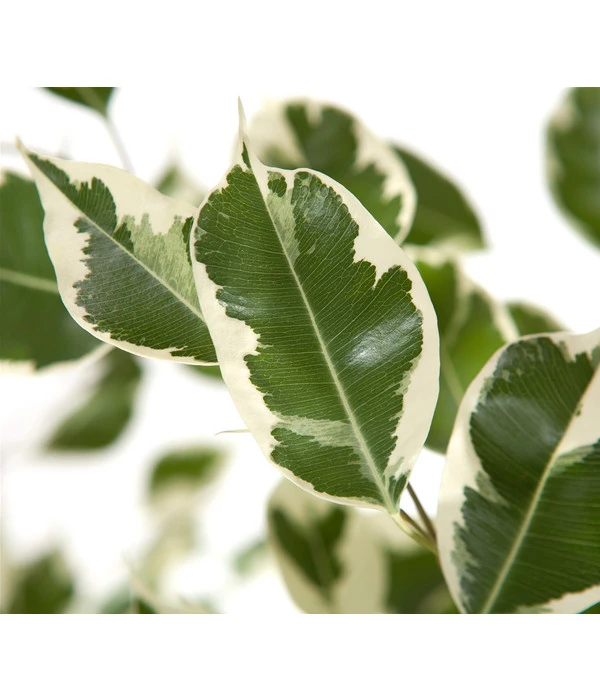 Birkenfeige - Ficus Benjamina 'Forever', Verschiedene Sorten 5 Birkenfeige - Ficus Benjamina 'Forever', Verschiedene Sorten – Bild 5