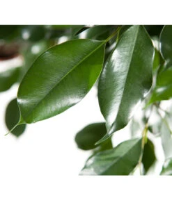 Birkenfeige - Ficus Benjamina 'Forever', Verschiedene Sorten 11 Birkenfeige - Ficus Benjamina 'Forever', Verschiedene Sorten -Garten Und Außenbereich 8229106 BildD 003 BirkenfeigeFicusForeverMixFicusForeverMix120