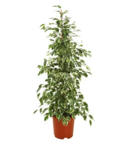 Birkenfeige - Ficus Benjamina 'Forever', Verschiedene Sorten 7 Birkenfeige - Ficus Benjamina 'Forever', Verschiedene Sorten -Garten Und Außenbereich 8229106 WE FS 001 FicusForeverMix