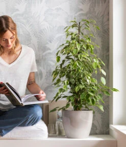 Birkenfeige - Ficus Benjamina 'Forever', Verschiedene Sorten 8 Birkenfeige - Ficus Benjamina 'Forever', Verschiedene Sorten -Garten Und Außenbereich 8229106 WE MO 001 BirkenfeigeFicusForeverMixT21