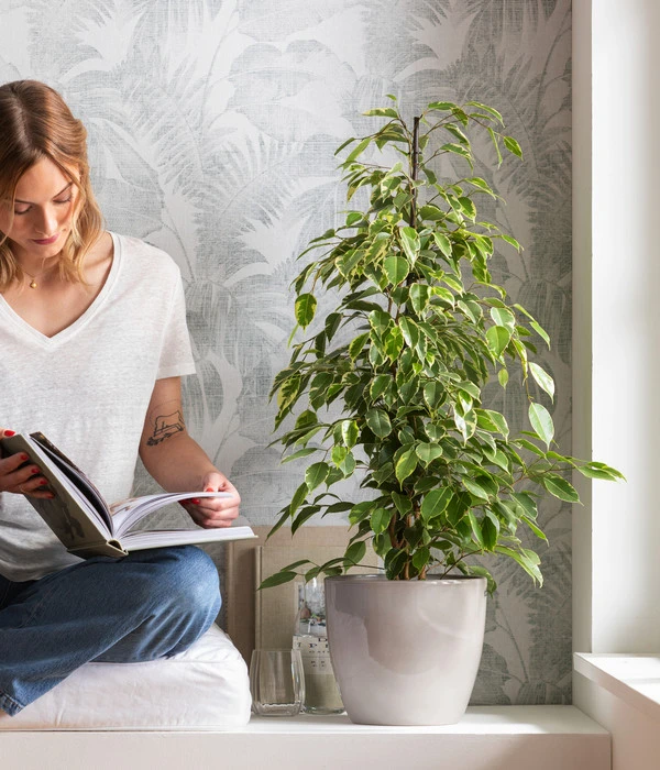 Birkenfeige - Ficus Benjamina 'Forever', Verschiedene Sorten 3 Birkenfeige - Ficus Benjamina 'Forever', Verschiedene Sorten – Bild 3