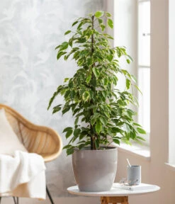 Birkenfeige - Ficus Benjamina 'Forever', Verschiedene Sorten 9 Birkenfeige - Ficus Benjamina 'Forever', Verschiedene Sorten -Garten Und Außenbereich 8229106 WE MO 001 FicusForeverMixT21