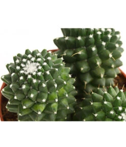 Warzenkaktus - Mammilaria, Verschiedene Sorten -Garten Und Außenbereich 8242190 PR DE 001 MammillariaT10 5DehnerExpressHerzig