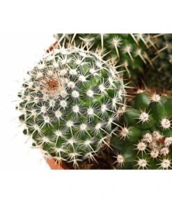 Warzenkaktus - Mammilaria, Verschiedene Sorten -Garten Und Außenbereich 8242190 PR DE 002 MammillariaT10 5DehnerExpressHerzig