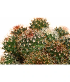 Warzenkaktus - Mammilaria, Verschiedene Sorten -Garten Und Außenbereich 8242190 PR DE 003 MammillariaT10 5DehnerExpressHerzig