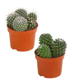 Warzenkaktus - Mammilaria, Verschiedene Sorten