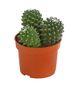 Warzenkaktus - Mammilaria, Verschiedene Sorten -Garten Und Außenbereich 8242190 PR FS 001 MammillariaT10 5DehnerExpressHerzig