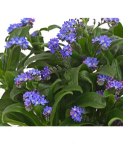 Vergissmeinnicht -Garten Und Außenbereich 8244501 PR DE 001 MyosotisSylvaticaVergissmeinnichtT11DehnerHerzig