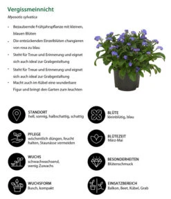 Vergissmeinnicht -Garten Und Außenbereich 8244501 WE IG 001 Vergissmeinnicht