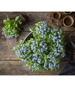 Vergissmeinnicht -Garten Und Außenbereich 8244501 WE MO 001 MyosotisSylvaticaVergissmeinnichtT11blauGC2021